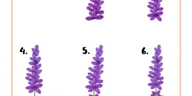 660x330 this is a very simple guide to drawing lavender flowers in six - Si...