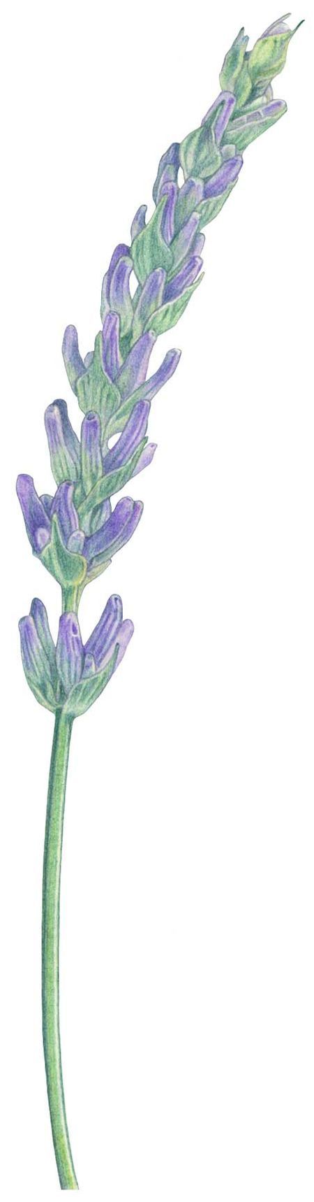 450x1719 French Lavender Drawing - Simple Lavender Drawing