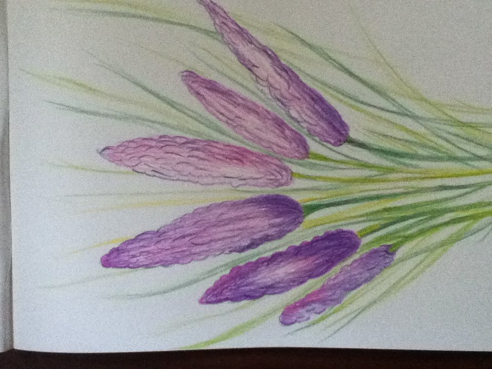 960x720 Lavender Flower Drawing In Simple Steps - Simple Lavender Drawing