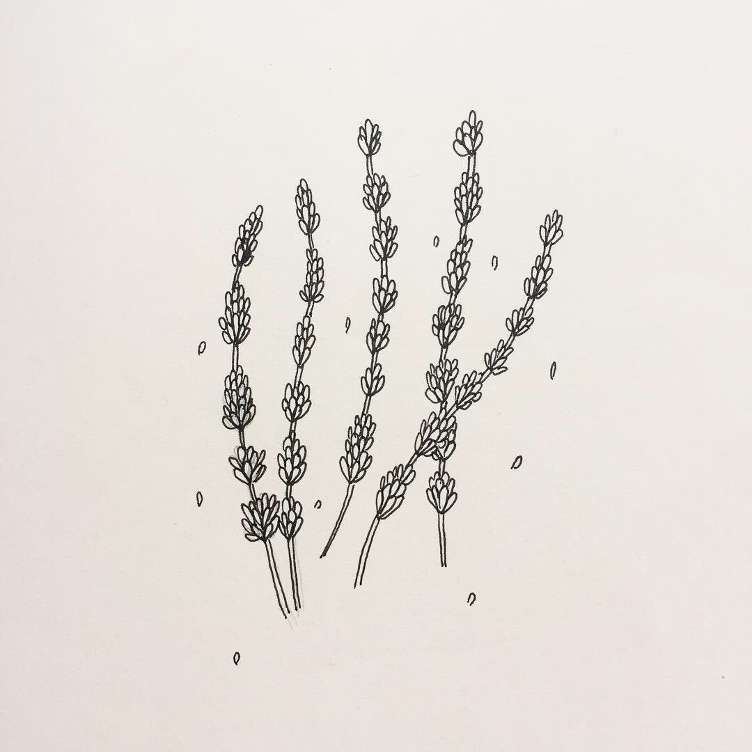 1080x1080 Bringmemilk On Twitter Lavender - Simple Lavender Drawing