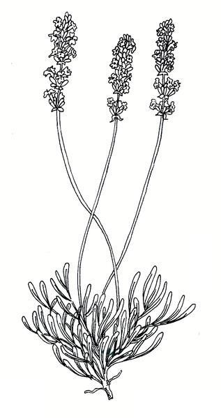 317x600 Drawn Lavender Simple - Simple Lavender Drawing