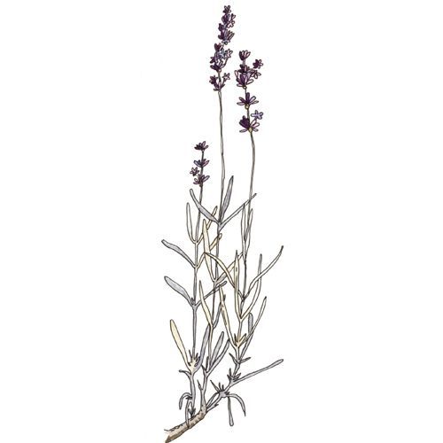 500x500 English Lavender - Simple Lavender Drawing