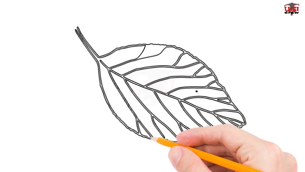 1280x720 How To Draw A Leaf Letters Step - Simple Leaf Drawing