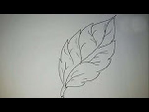 480x360 How To Draw A Simple Leaf - Simple Leaf Drawing