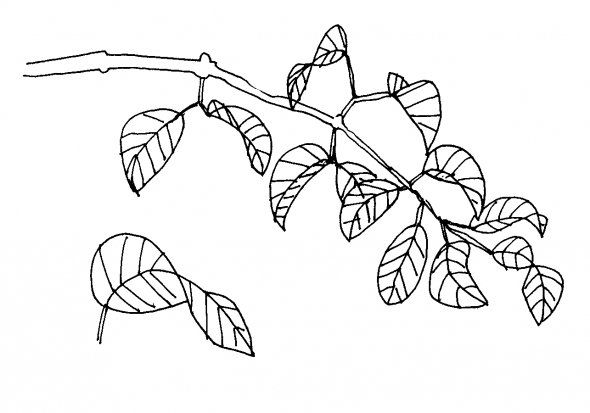 590x413 How To Draw A Leaf - Simple Leaf Drawing