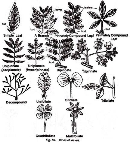 432x480 Leaf Types, Terms And Phyllotaxy - Simple Leaf Drawing