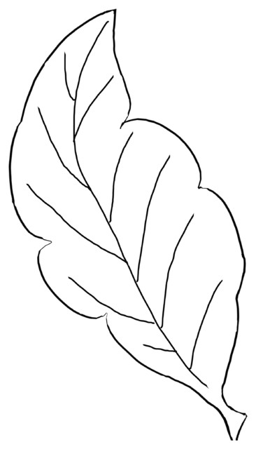 Simple Leaf Drawing at PaintingValley.com | Explore collection of ...