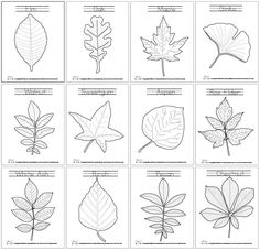 236x227 how to draw simple leaves drawing drawings, leaf drawing, fall - Simple Leaf Drawing
