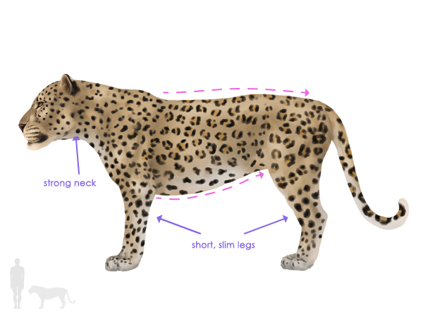 600x452 How To Draw Animals Big Cats, Their Anatomy And Patterns - Simple Leopard Drawing