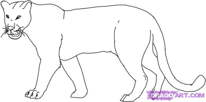 685x339 How To Draw A Leopard, Step - Simple Leopard Drawing