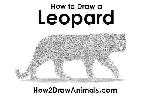 500x315 How To Draw A Leopard - Simple Leopard Drawing