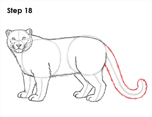 500x386 How To Draw A Snow Leopard - Simple Leopard Drawing
