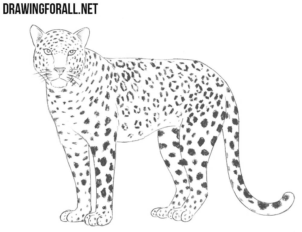 1000x766 Leopard Drawing For Free Download - Simple Leopard Drawing