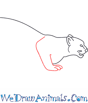 300x350 How To Draw A Snow Leopard - Simple Leopard Drawing