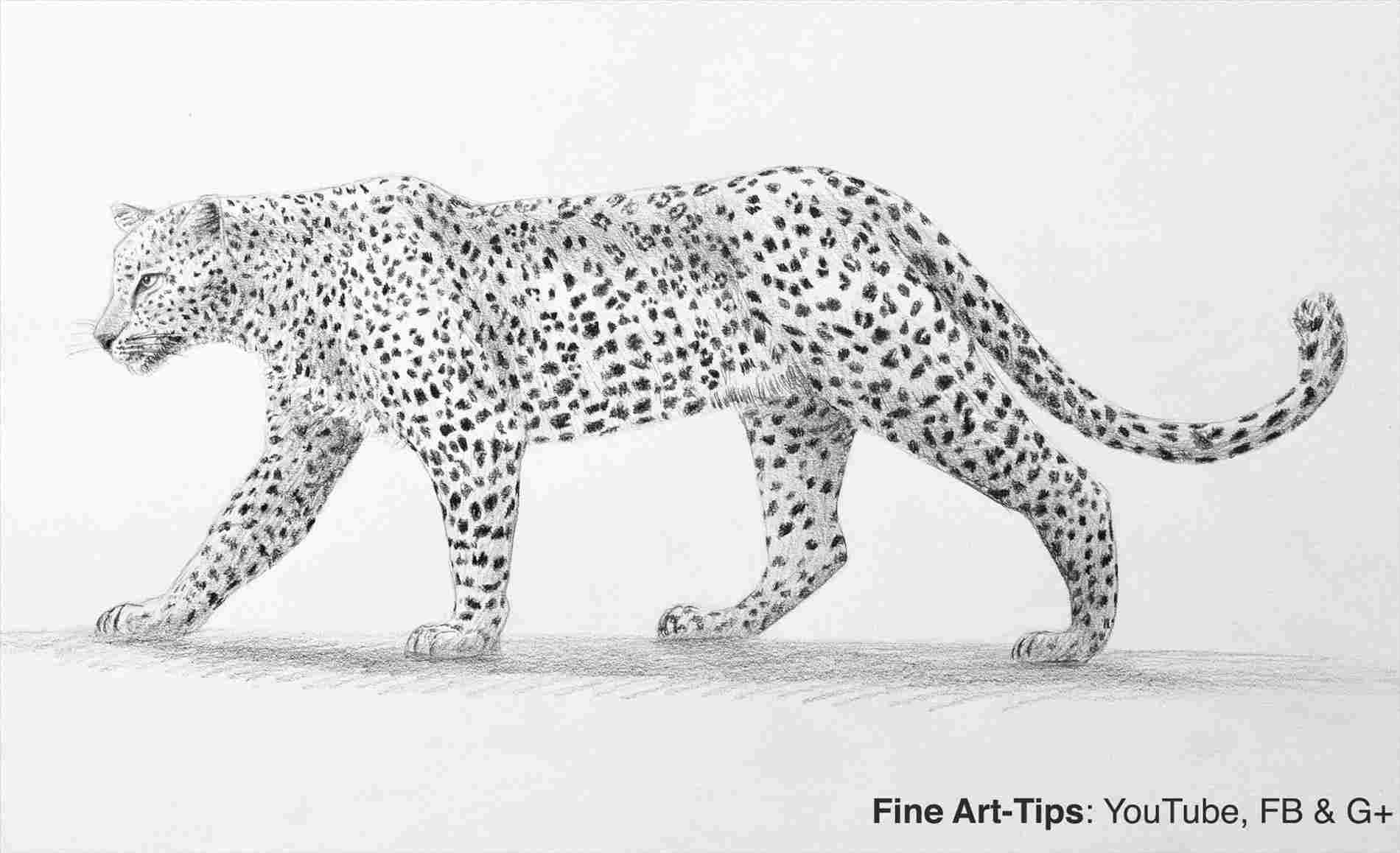 Simple Leopard Drawing at Explore collection of