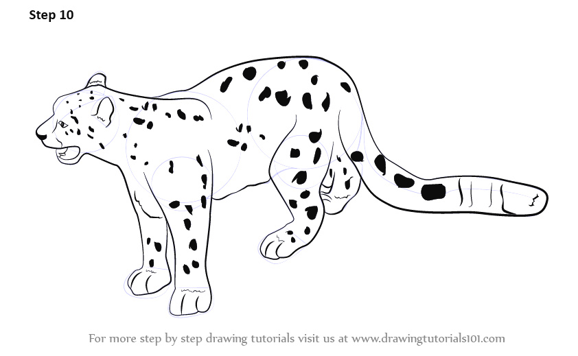 Simple Leopard Drawing at PaintingValley.com | Explore collection of