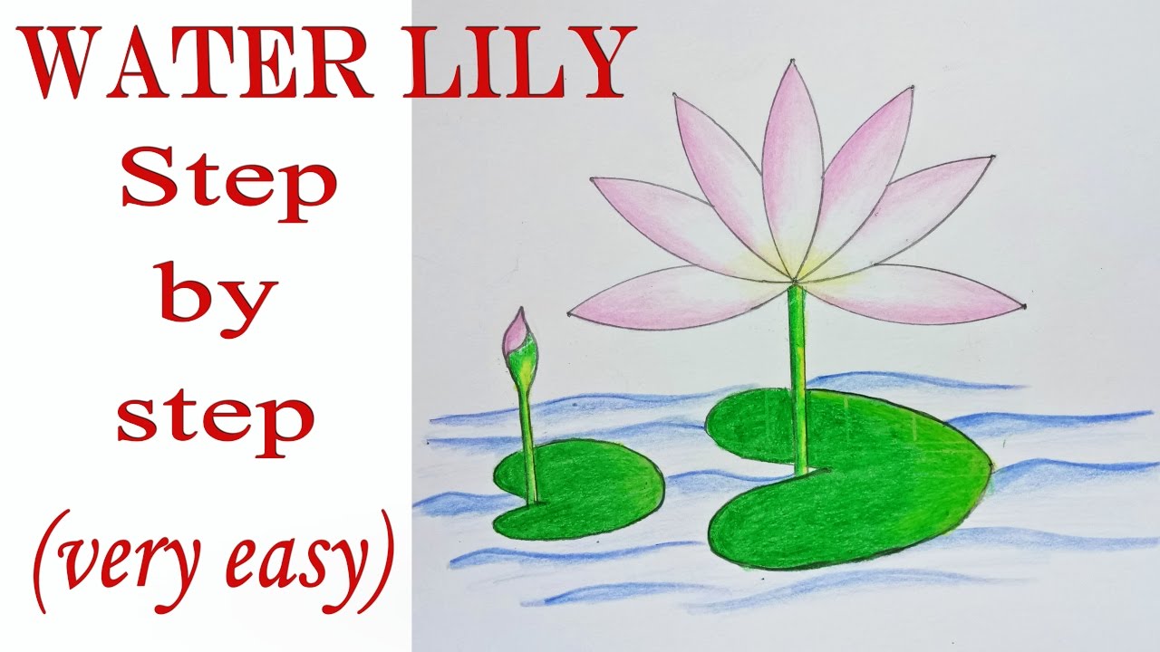 1280x720 How To Draw Water Lily Step - Simple Lily Drawing