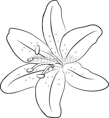 369x400 Lily Drawing Outlineone Simple Lily Flowers Freehand Vector - Simple Lily Drawing