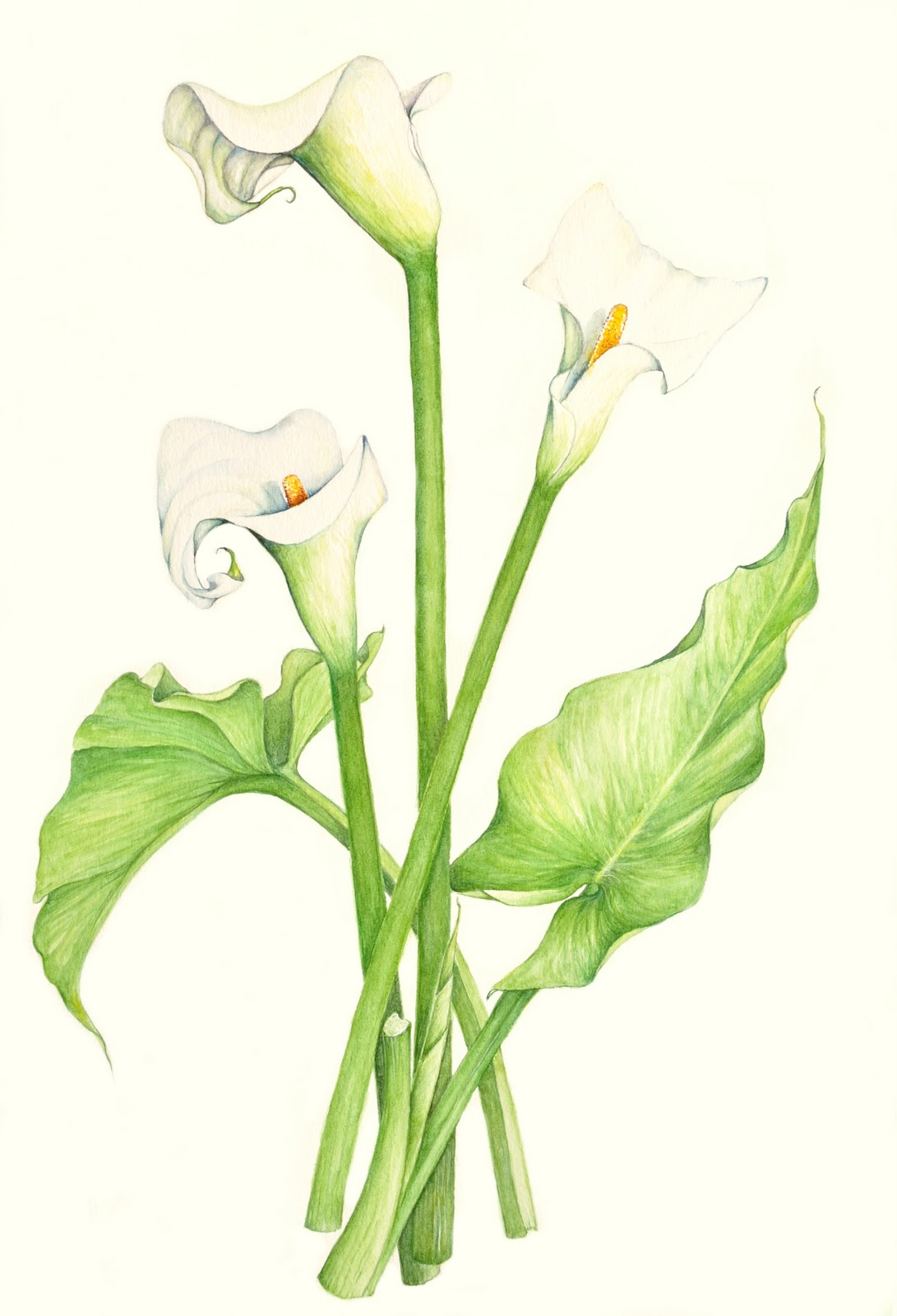 Simple Lily Drawing at PaintingValley.com | Explore collection of ...