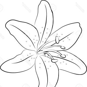 300x300 photoone simple lily flowers freehand vector illustration lazttweet - Simple Lily Drawing