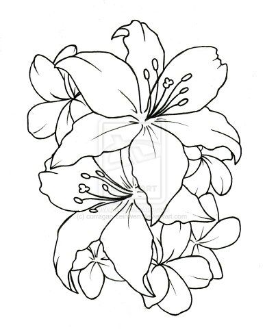 387x485 Pretty Pattern - Simple Lily Drawing