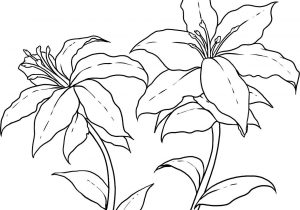 300x210 Simple Lily Drawing How To Draw A Lily Flower - Simple Lily Drawing