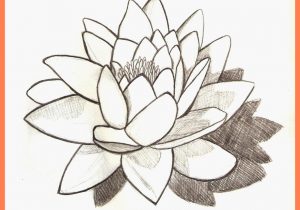 300x210 water lily flower drawing how to draw water lily easy and simple - Simple Lily Drawing