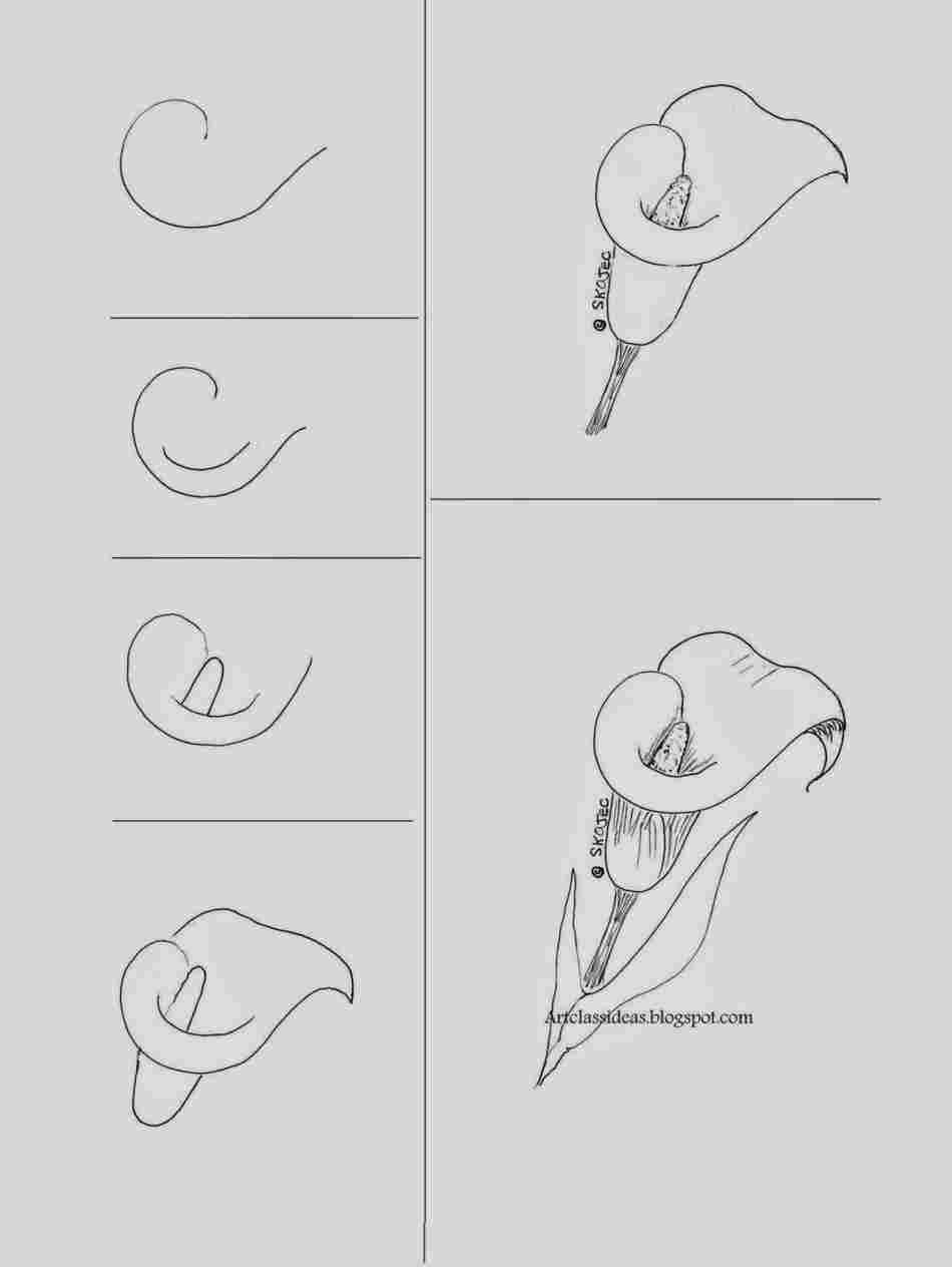 950x1264 Learn Simple Lily Drawing To Draw Flowers Of All Kinds - Simple Lily Drawing