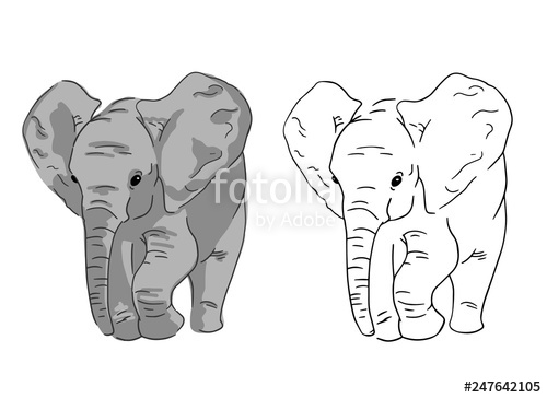 500x364 Baby Elephant Sketches On White Background Set Of Simple Drawing - Simple Line Drawing Elephant