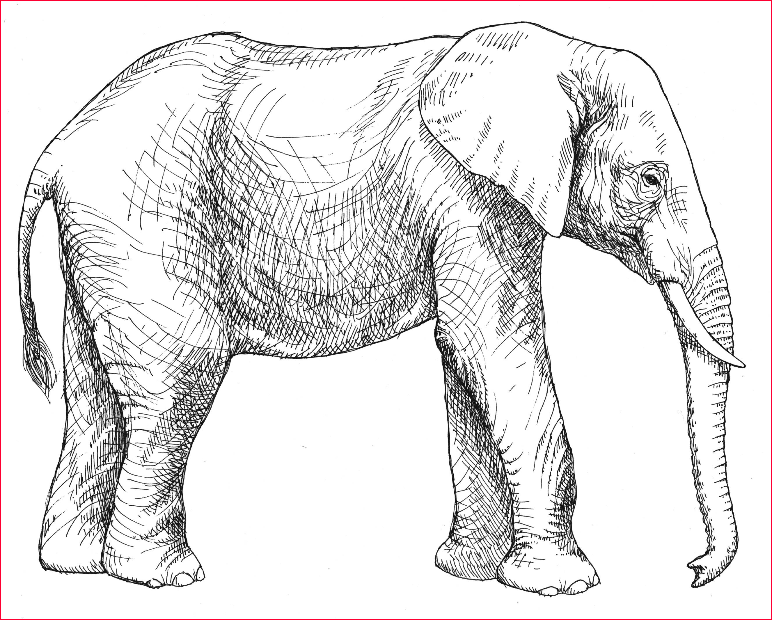 Simple Line Drawing Elephant at Explore collection