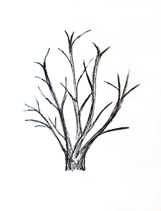525x690 How To Draw A Tree - Simple Line Drawing Tree
