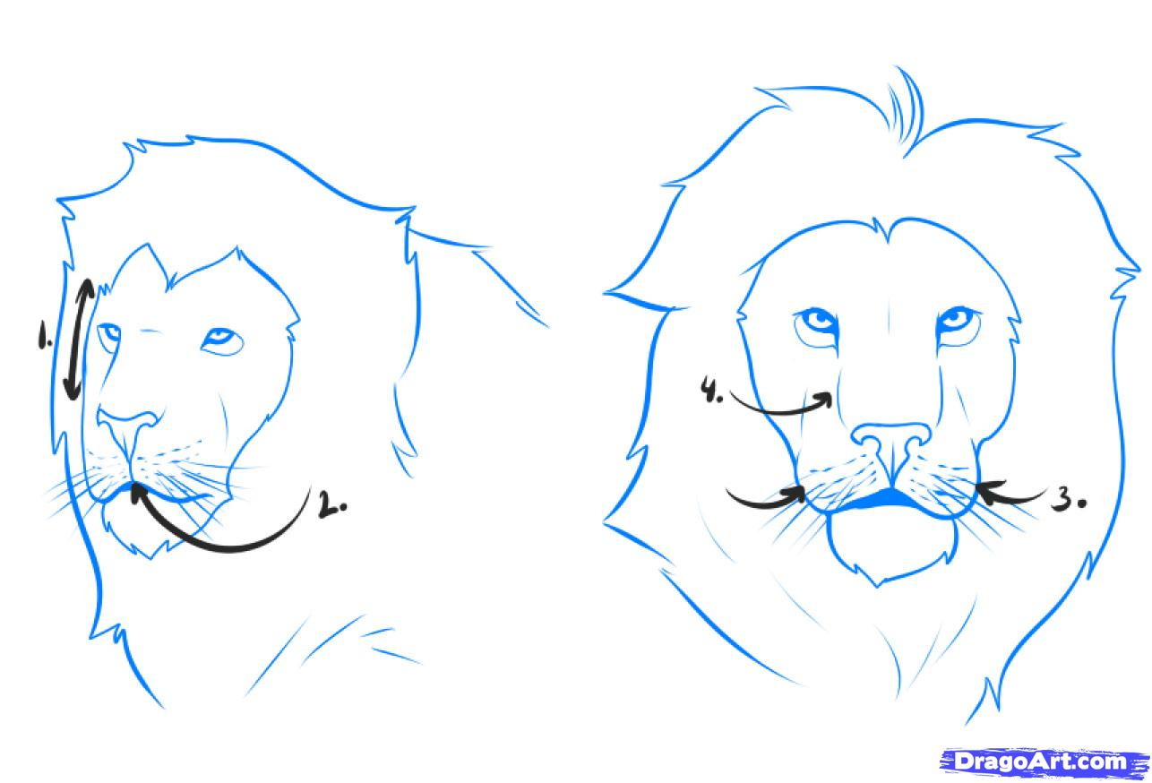 1286x874 steps to draw a lion face lion drawing stepstep simple lion face - Simple Lion Face Drawing
