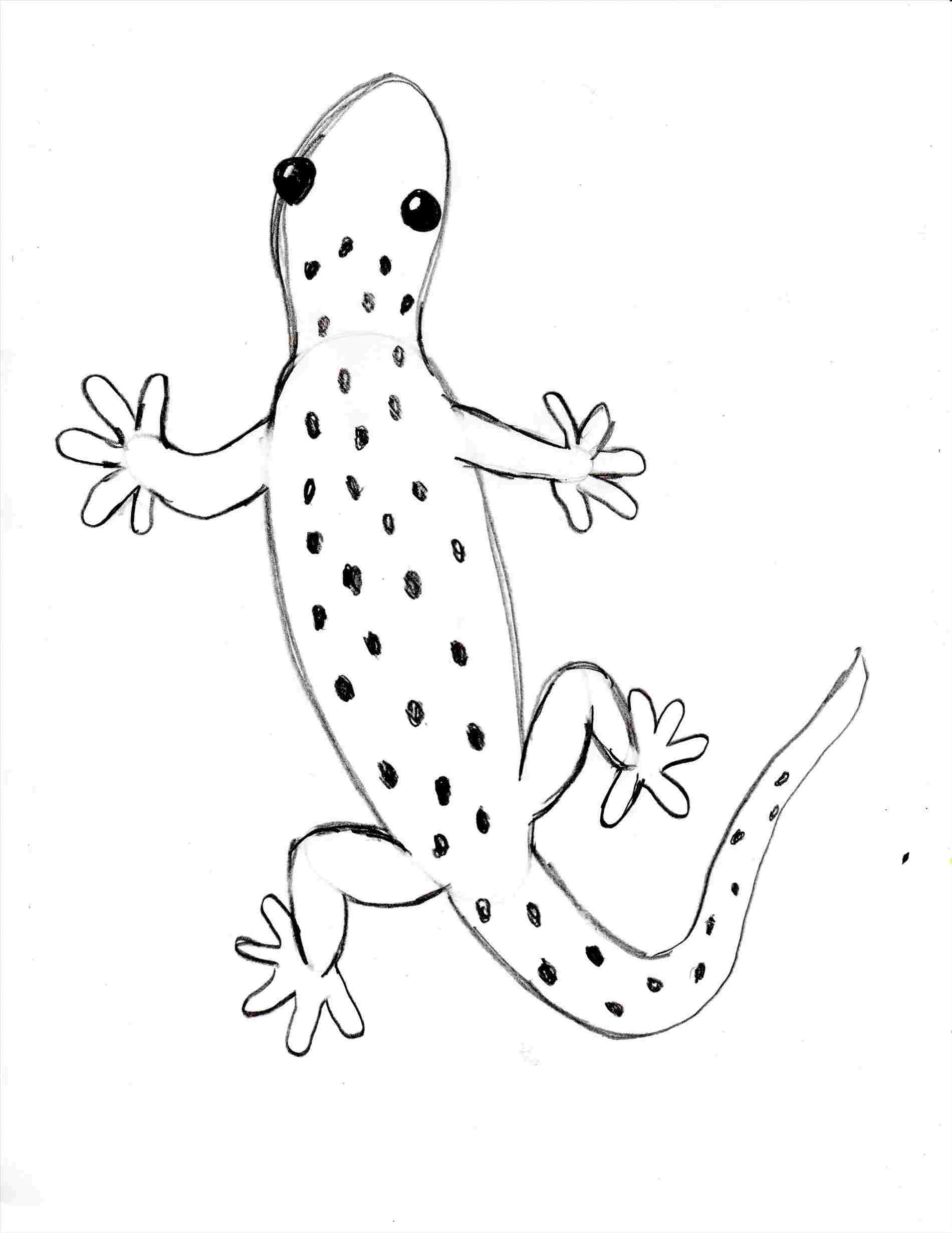 Simple Lizard Drawing at PaintingValley.com | Explore collection of