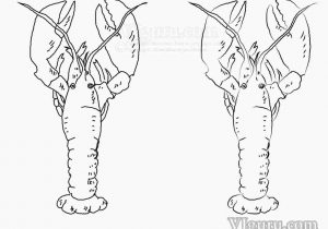 300x210 rhcom pin simple lobster drawing - Simple Lobster Drawing