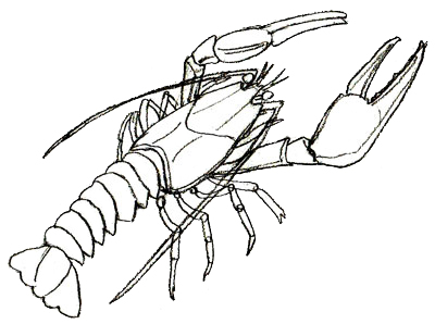 400x298 how to draw a lobster - Simple Lobster Drawing
