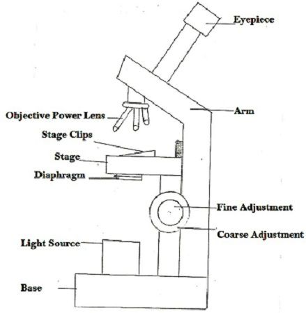 Simple Microscope Drawing at PaintingValley.com | Explore collection of ...