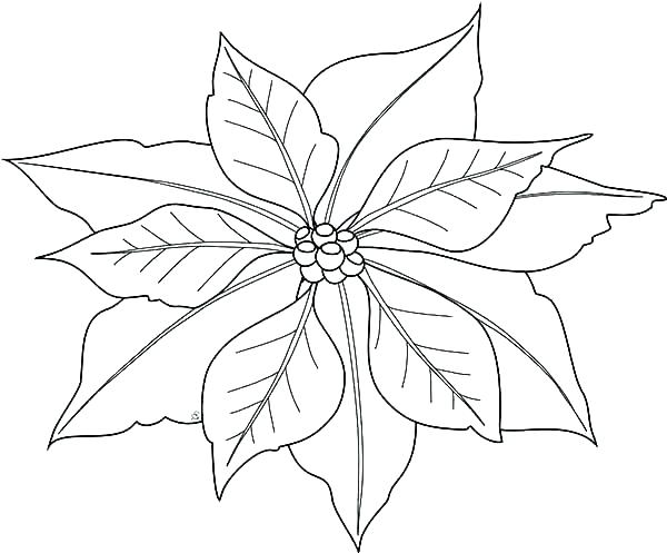 600x497 Mistletoe Coloring - Simple Mistletoe Drawing
