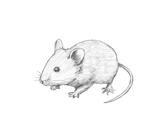 550x425 How To Draw A Mouse - Simple Mouse Drawing