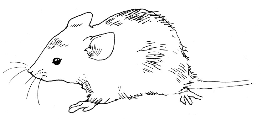 856x383 Simple Mouse Drawing - Simple Mouse Drawing