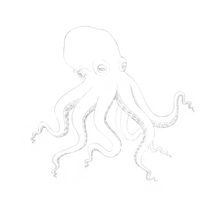 850x809 How To Draw An Octopus Step - Simple Octopus Drawing