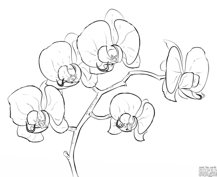 704x575 How To Draw An Orchid Step - Simple Orchid Drawing