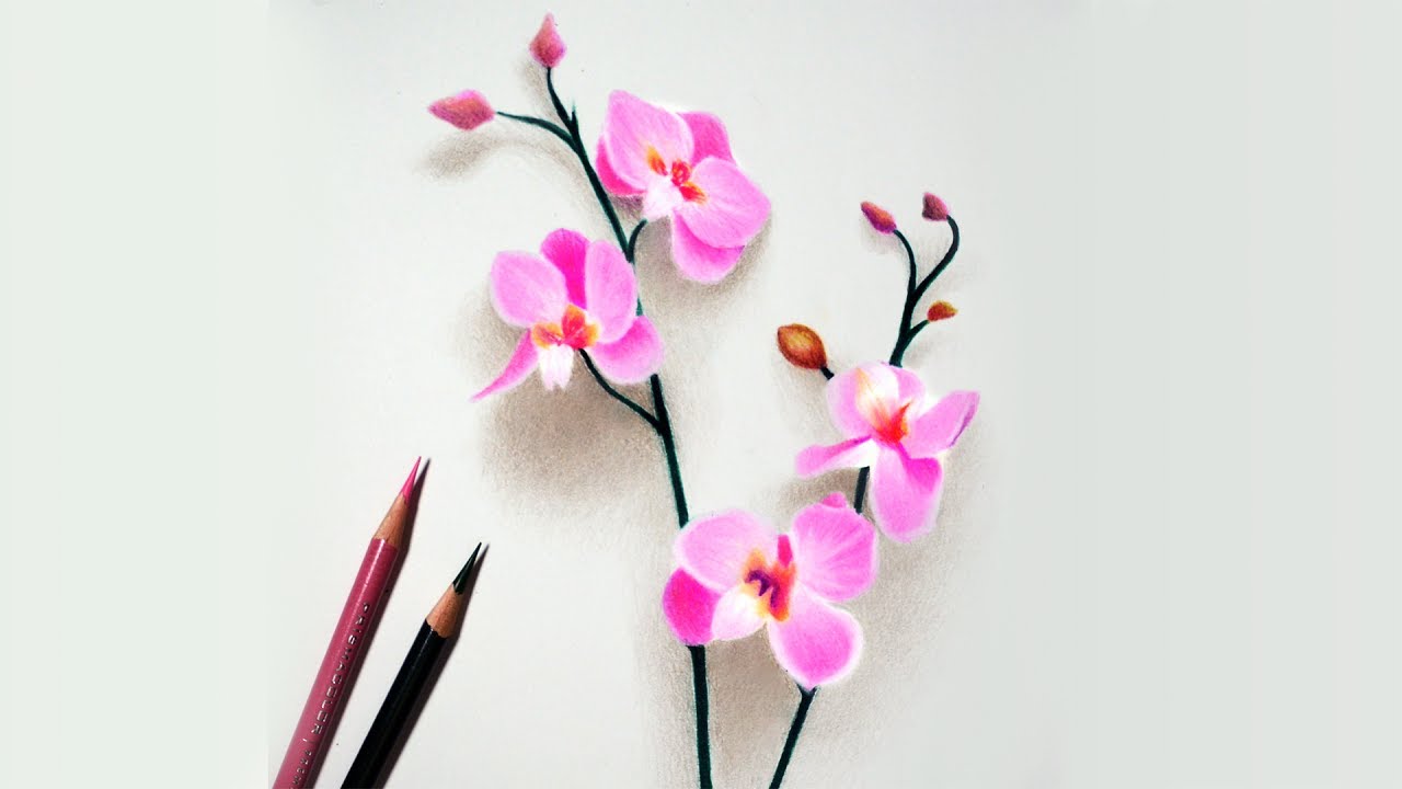 1280x720 how to draw orchids - Simple Orchid Drawing