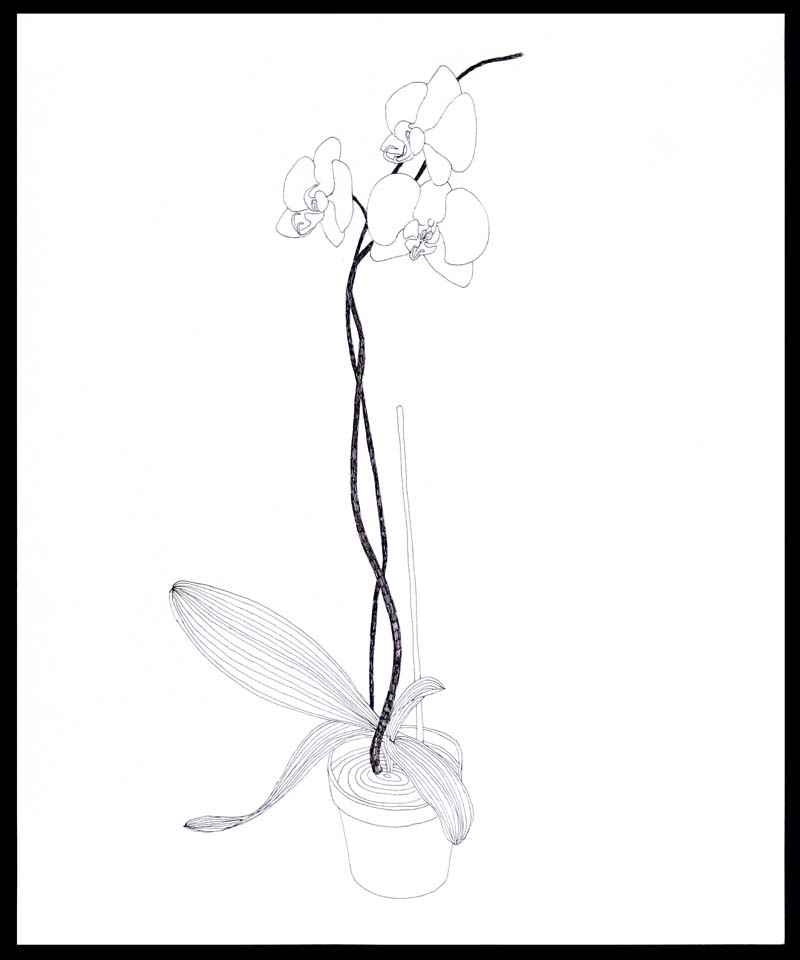 800x960 Michael Mcguire New Orchid Drawings - Simple Orchid Drawing