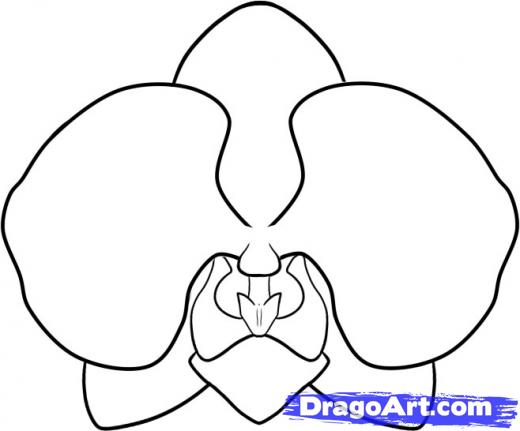 520x431 Step How To Draw An Orchid - Simple Orchid Drawing