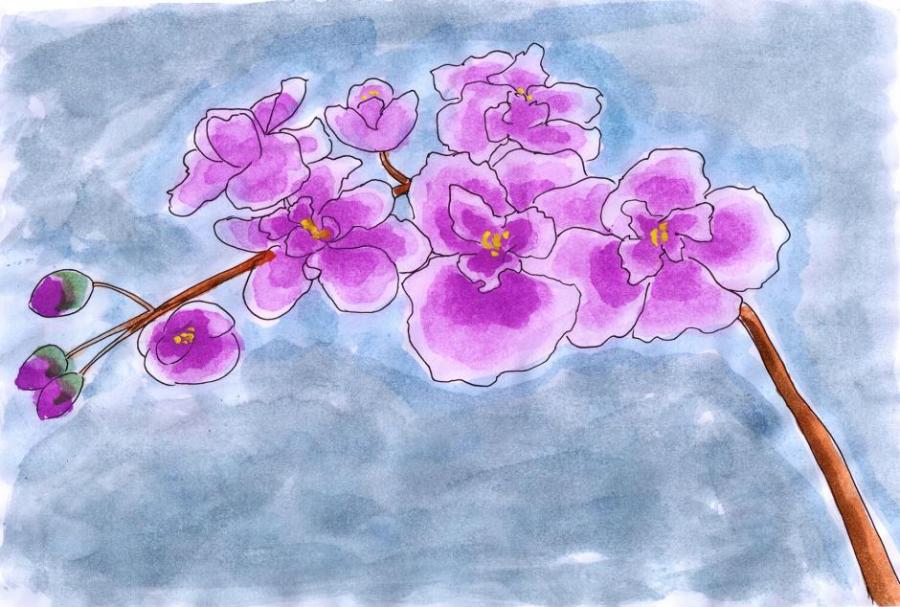 900x607 Orchid Flowers Drawings Pictures Drawings Ideas For Kids Easy - Simple Orchid Drawing