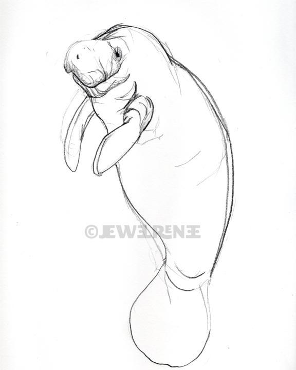 576x720 Baby Otter Drawing Easy - Simple Otter Drawing