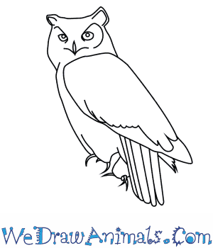 300x350 How To Draw A Great Horned Owl - Simple Owl Drawing