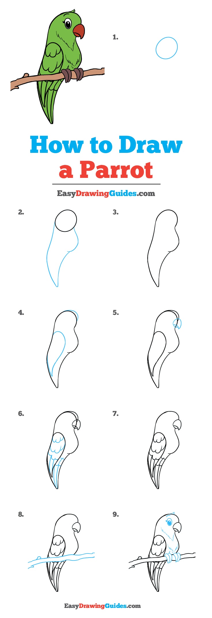 736x2147 How To Draw A Parrot - Simple Parrot Drawing