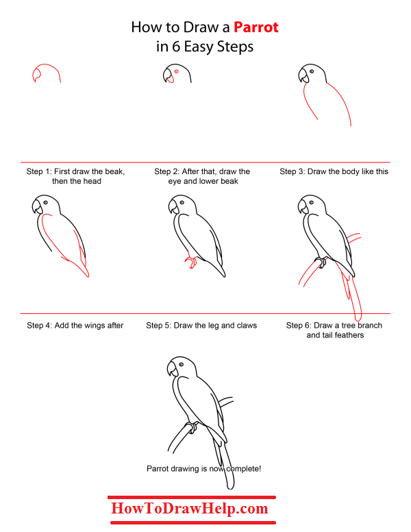 600x776 How To Draw A Parrot Step - Simple Parrot Drawing