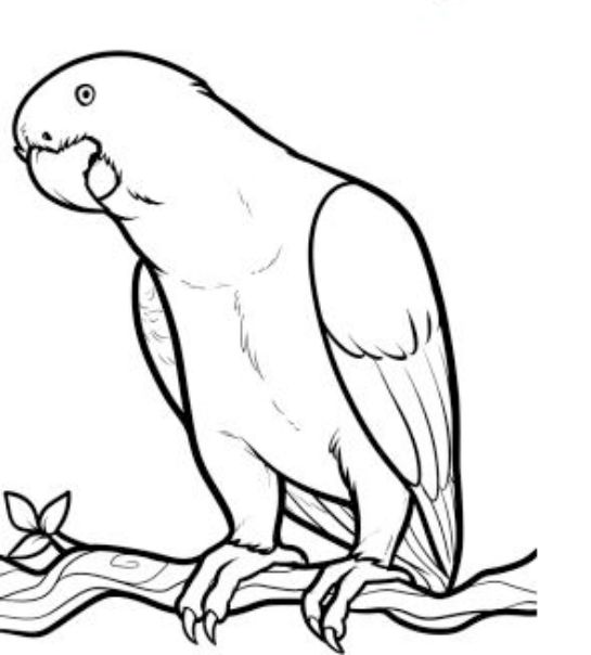545x604 steps to draw a parrot how to draw a parrot - Simple Parrot Drawing